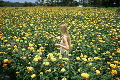 Serotonin's Role in Parkinson's Tremor: A New Perspective on Neurotransmitter Involvement